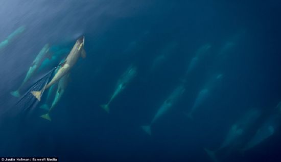 Balinaların penguen avı karelere böyle yansıdı 5