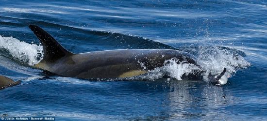 Balinaların penguen avı karelere böyle yansıdı 9