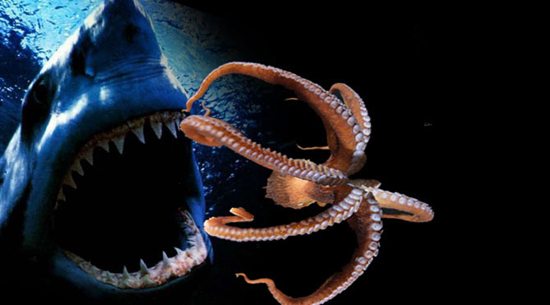 Ahtapot, köpekbalığına karşı 1