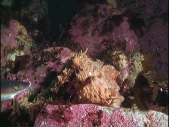 Ahtapot, köpekbalığına karşı 10