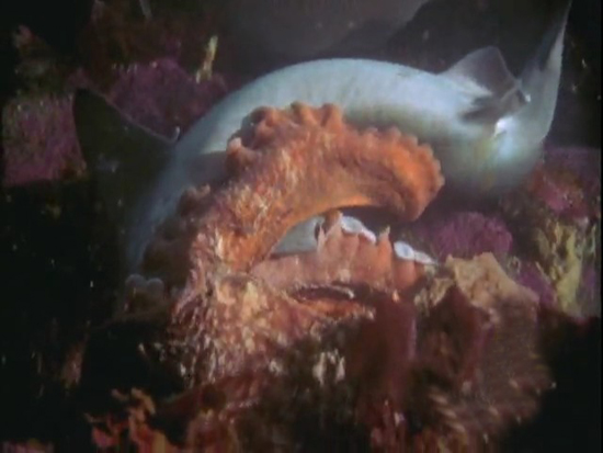 Ahtapot, köpekbalığına karşı 12