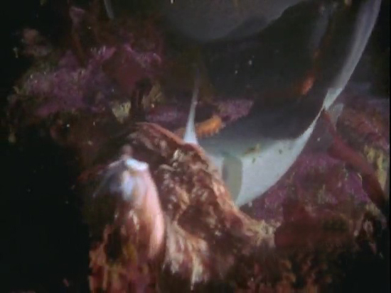 Ahtapot, köpekbalığına karşı 13