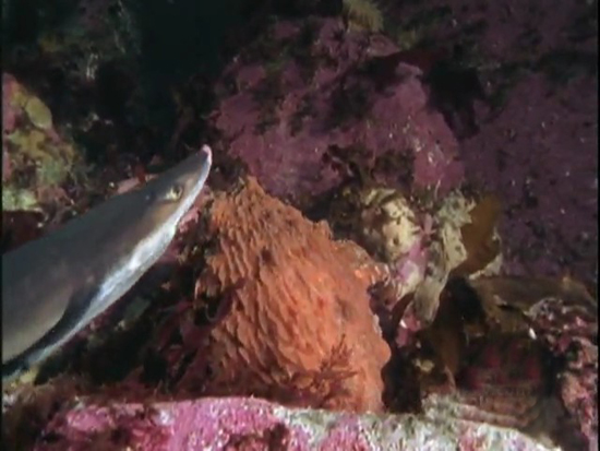 Ahtapot, köpekbalığına karşı 2