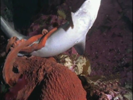 Ahtapot, köpekbalığına karşı 4