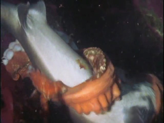 Ahtapot, köpekbalığına karşı 6