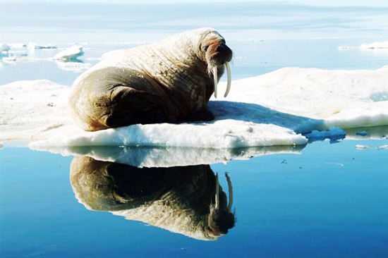 Grönland'da büyük keşif 10