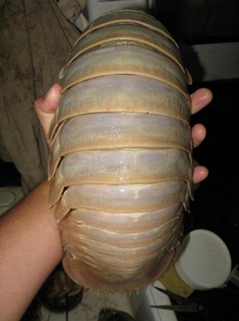 Hiç bilinmeyen deniz canlıları 7