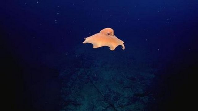 Hiç bilinmeyen deniz canlıları 8