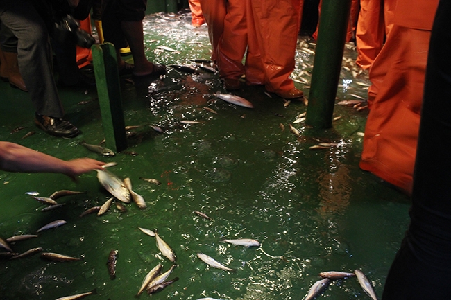 Yaşasın! Vira Bismillah 23