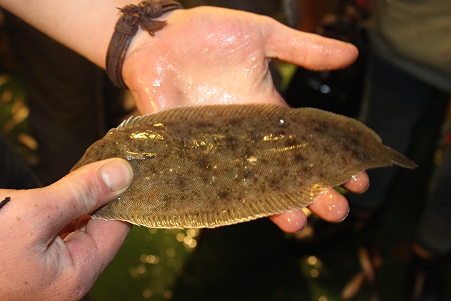 Yaşasın! Vira Bismillah 25