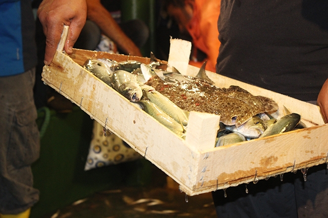 Yaşasın! Vira Bismillah 26