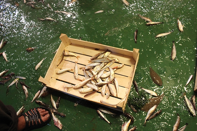 Yaşasın! Vira Bismillah 27