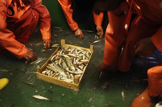 Yaşasın! Vira Bismillah 28