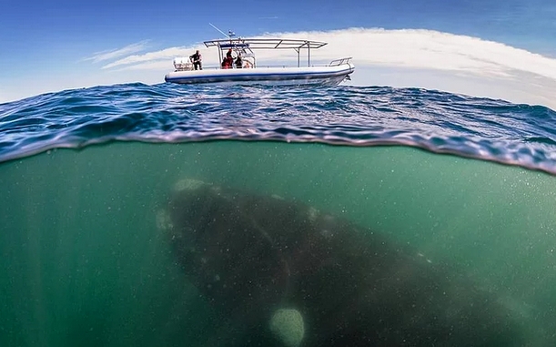 Sualtı ve suüstü 1