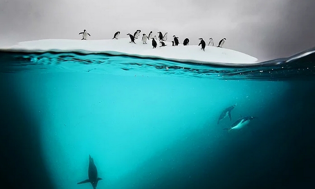 Sualtı ve suüstü 5