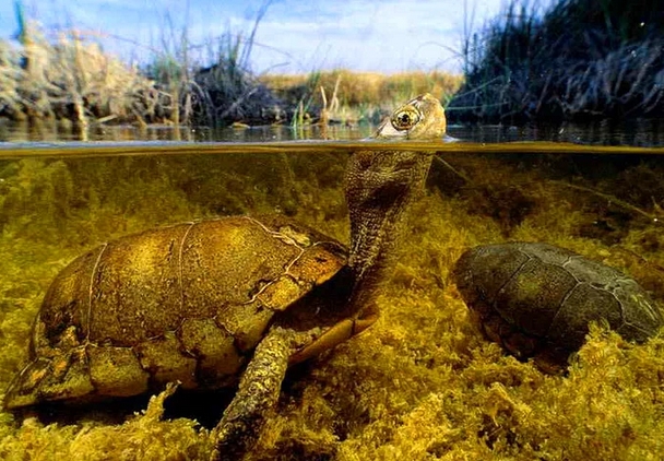 Sualtı ve suüstü 7