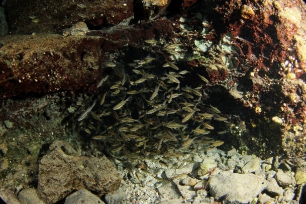 Sakarya Nehri'nin kaynağı görüntülendi 4