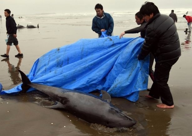 Onlarca yunus karaya vurdu 1