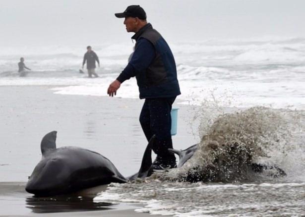 Onlarca yunus karaya vurdu 6