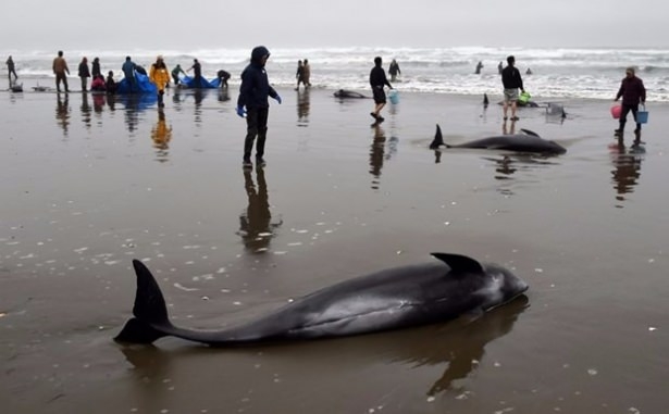 Onlarca yunus karaya vurdu 7