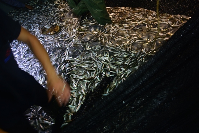 Balıkçılar "Vira Bismillah" dedi 19