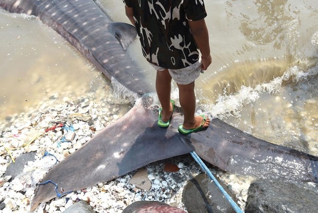 Köpek balıkları balıkçı ağlarına takıldı 2