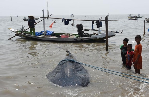 Köpek balıkları balıkçı ağlarına takıldı 3
