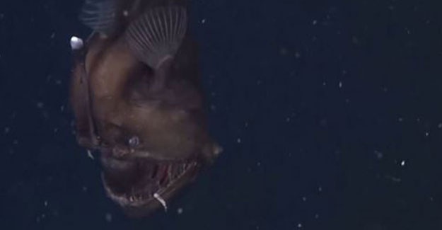 Fener balığı ilk kez böyle görüntülendi 1