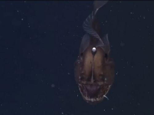 Fener balığı ilk kez böyle görüntülendi 3