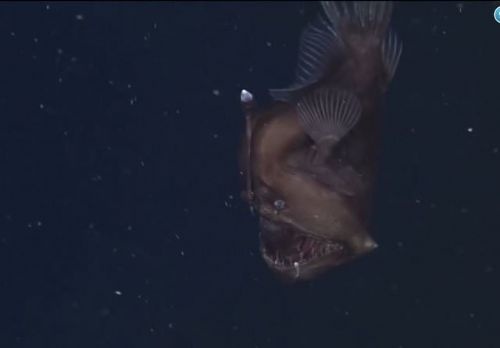 Fener balığı ilk kez böyle görüntülendi 5