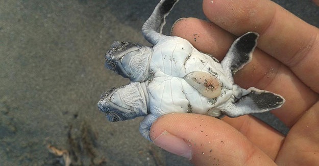 Çift başlı kaplumbağa incelemeye alındı 4