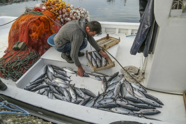Palamutlar göç yolunda, balıkçılar tetikte 1
