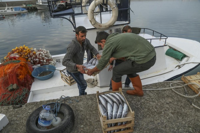 Palamutlar göç yolunda, balıkçılar tetikte 3