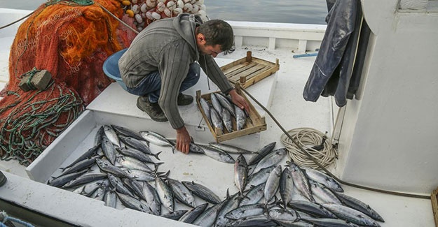 Palamutlar göç yolunda, balıkçılar tetikte 4