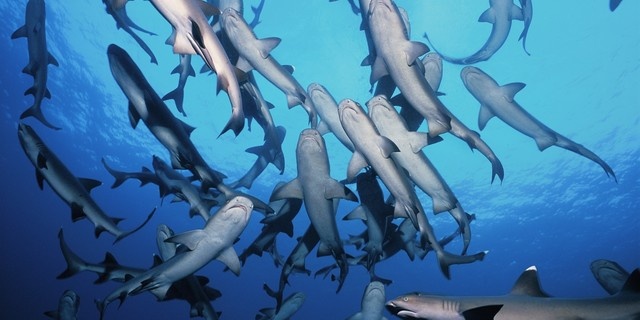 En tehlikeli dalış noktaları 3