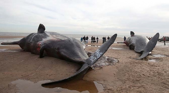 Dev balinalar karaya vurdu! 2