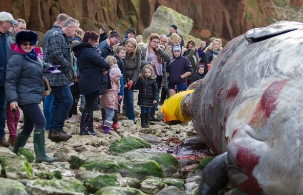 Dev balinalar karaya vurdu! 4