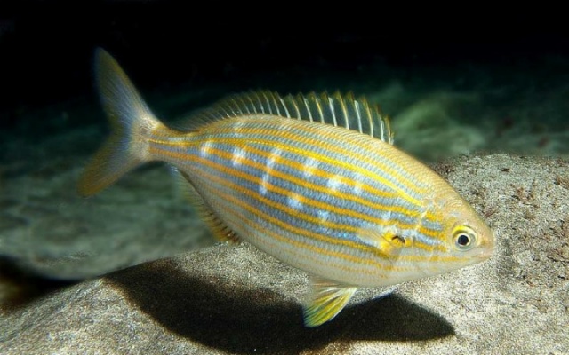 Türkiye'de denemesi gereken en lezzetli 10 balık 10