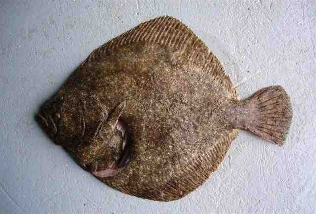 Türkiye'de denemesi gereken en lezzetli 10 balık 3