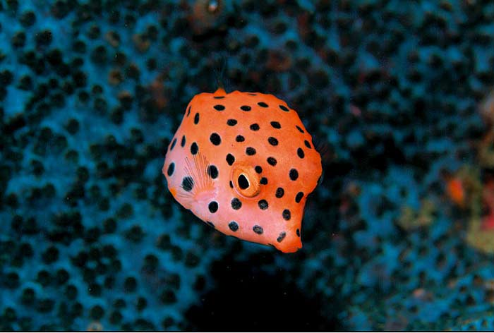 Derinlerin evreninden ilgin kareler 12