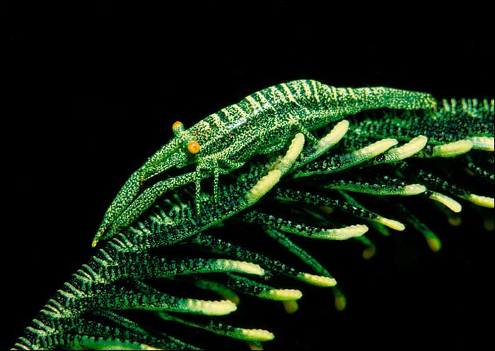 Derinlerin evreninden ilgin kareler 4