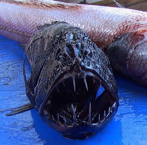 Bakın denizden neler çıkıyor 12