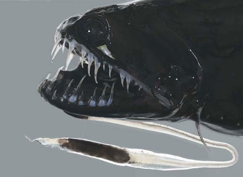 Bakın denizden neler çıkıyor 13