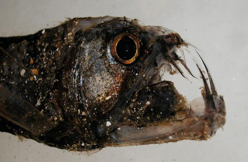 Bakın denizden neler çıkıyor 14