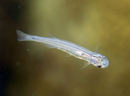 Bakın denizden neler çıkıyor 25