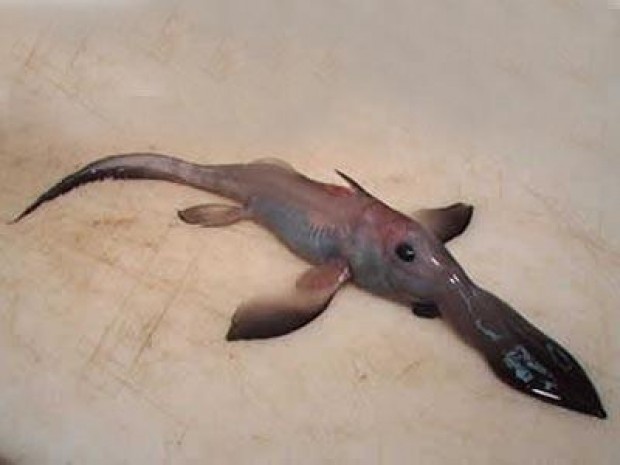 Bakın denizden neler çıkıyor 28