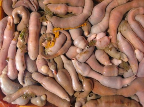 Bakın denizden neler çıkıyor 5