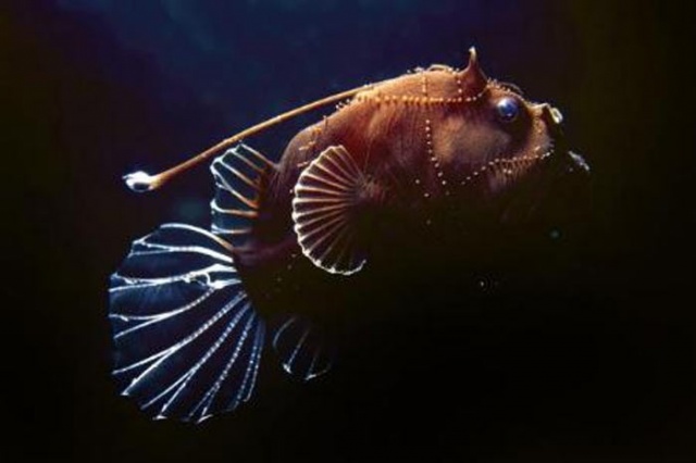 Bakın denizden neler çıkıyor 6