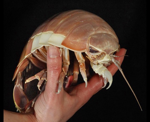 Bakın denizden neler çıkıyor 9