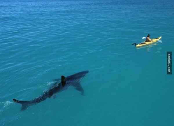 Denize girmeden önce iki kere düşünün 2